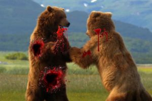 Bears fighting to the death - Wild animals fights - Best epic compilations 2016