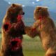 Bears fighting to the death - Wild animals fights - Best epic compilations 2016