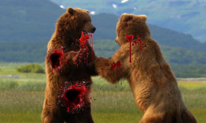 Bears fighting to the death - Wild animals fights - Best epic compilations 2016