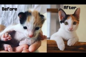 Before and after cat rescued by Animal Rescue Cambodia