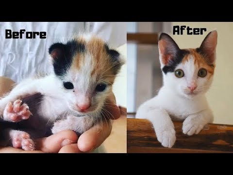 Before and after cat rescued by Animal Rescue Cambodia