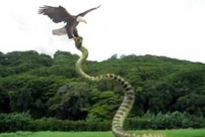 Best Eagle attack snakes ☆ Amazing animal 2018! Eagle Catch Snake From Water