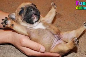 Best Of Cute Puppies - Funny Puppy Videos 2018