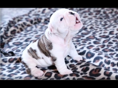 Best Of Cute Puppies Howling Videos Compilation 2017