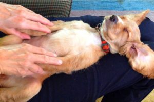 Best of Cute Puppies Ask for Massaging