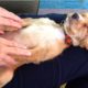 Best of Cute Puppies Ask for Massaging