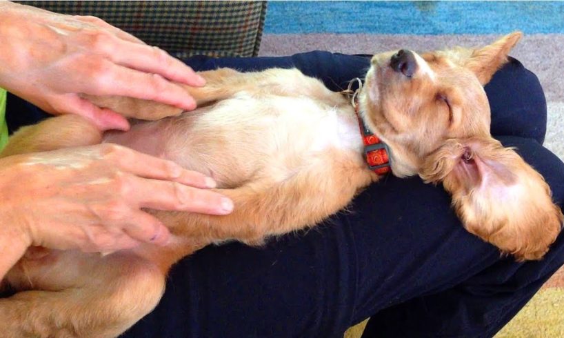 Best of Cute Puppies Ask for Massaging