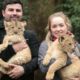Big Cat Big Problems! Animal Lover Fights To Keep Lion Cubs In Lew Of Neighbors Objections!
