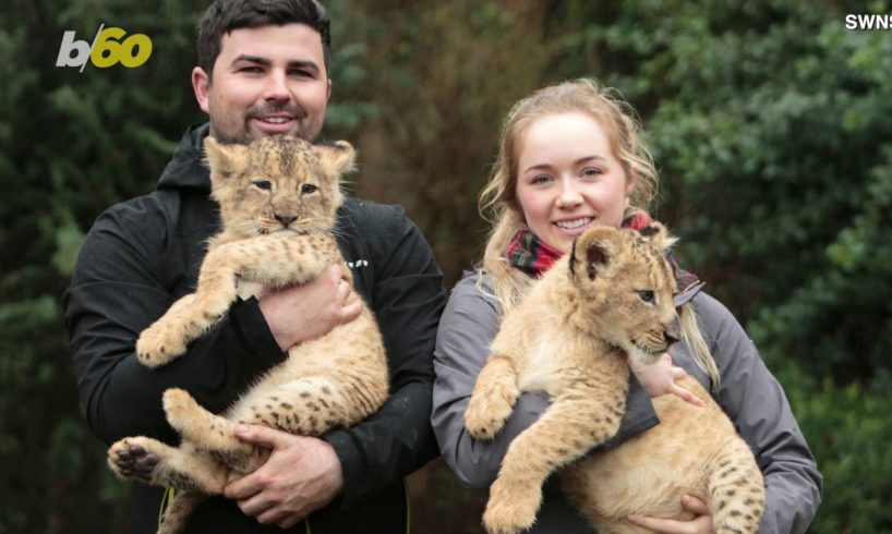 Big Cat Big Problems! Animal Lover Fights To Keep Lion Cubs In Lew Of Neighbors Objections!