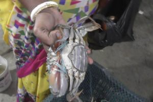 Big Size Crab Selling at Bakkhali Sea Beach West Bengal India | Street Food Loves You