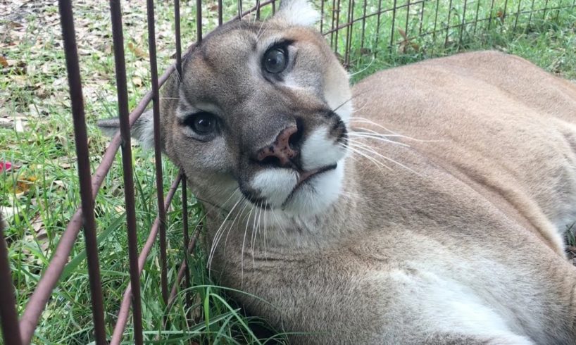 Biggest Cat That Purrs And Meows