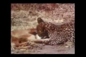 Biggest Super  Cool wild animal fights !! Part A