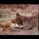 Biggest Super  Cool wild animal fights !! Part A