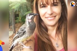 Bird Snuggles With Woman Who Rescued Him | The Dodo