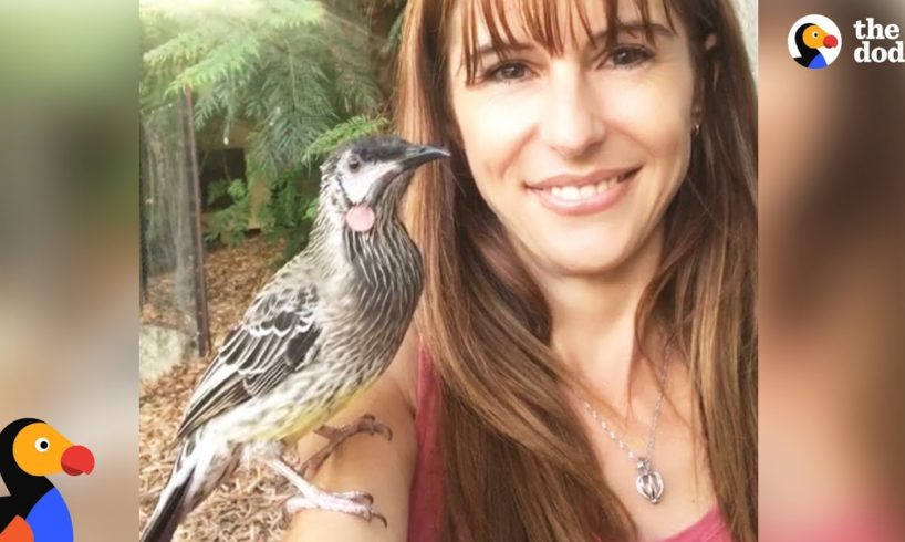 Bird Snuggles With Woman Who Rescued Him | The Dodo