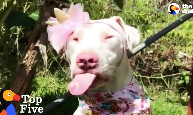 Blind And Deaf Rescue Dog Doesn't Know She's Any Different + Inspiring Dog Rescues | The Dodo Top 5