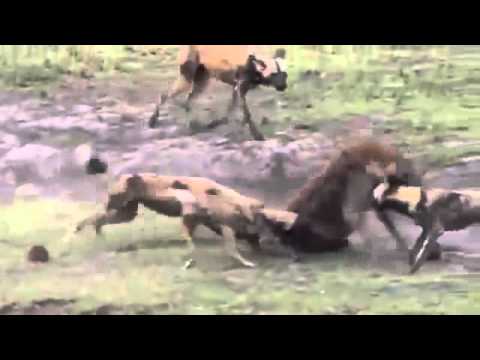 Botswana Wild Dogs vs Hyena Animal Fight TV