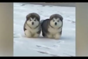 Bouncing Malamute Puppy Balls/so cute puppies best 2018 clip by rob stone