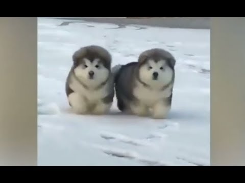 Bouncing Malamute Puppy Balls/so cute puppies best 2018 clip by rob stone