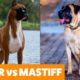 Boxer vs Mastiff - Pet Showdown | Funny Pet Videos