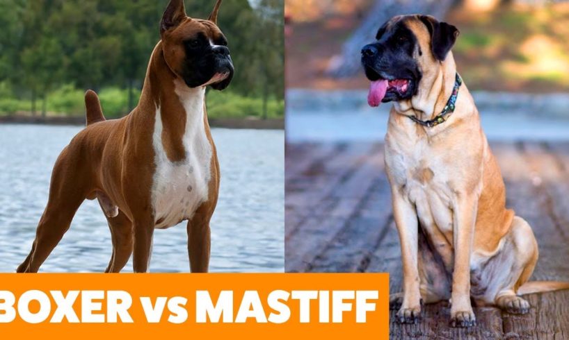 Boxer vs Mastiff - Pet Showdown | Funny Pet Videos