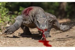 Brutal Monitor Lizard and Snake Fight- Animal Fights 2018