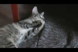 CAT PLAYING WITH EAR BUD