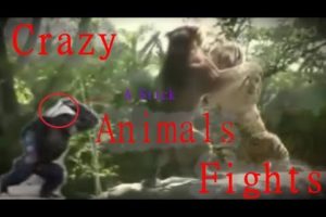 CRAZY ANIMAL FIGHTS COMPILATION - AGGRETION OUTBURST