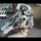 CUBA: Cute PUPPIES for sale in OLD HAVANA (LA HABANA VIEJA)