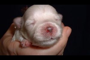 CUTE PUPPIES!!- 2 Weeks Old- Twitching and Eating Solid Food