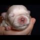 CUTE PUPPIES!!- 2 Weeks Old- Twitching and Eating Solid Food