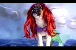CUTE PUPPIES Dress Up Like DISNEY CHARACTERS | What's Trending Now