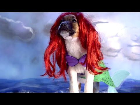 CUTE PUPPIES Dress Up Like DISNEY CHARACTERS | What's Trending Now