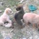 CUTE PUPPIES PLAYING TOGETHER