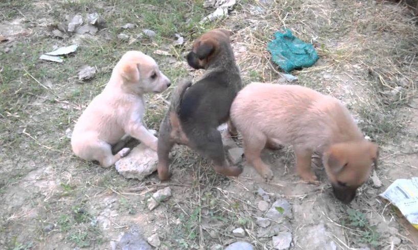 CUTE PUPPIES PLAYING TOGETHER