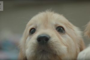 CUTE! Puppy Guide Dog Training | Earth Unplugged