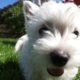 CUTE WEST HIGHLAND TERRIER PUPPIES - Hattie the Westie