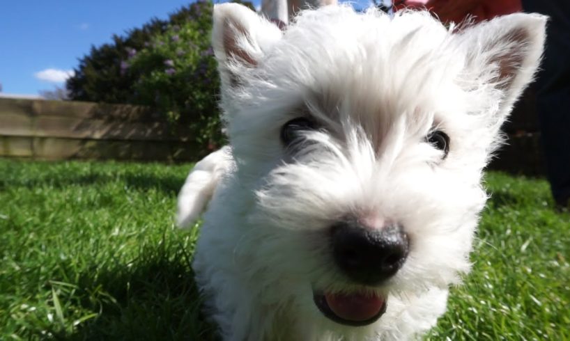 CUTE WEST HIGHLAND TERRIER PUPPIES - Hattie the Westie