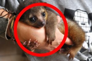 CUTEST Exotic Pets You Can Legally Own!