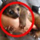 CUTEST Exotic Pets You Can Legally Own!