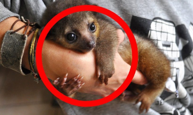 CUTEST Exotic Pets You Can Legally Own!