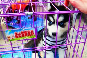 CUTEST PUPPIES EVER CHINA PUPPY MARKET