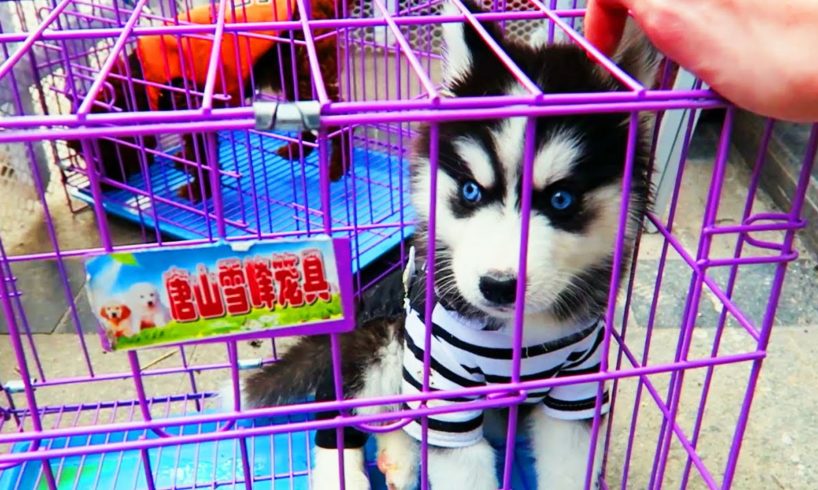 CUTEST PUPPIES EVER CHINA PUPPY MARKET