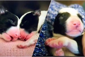 CUTEST PUPPIES EVER ONLY 1 DAY OLD!!!