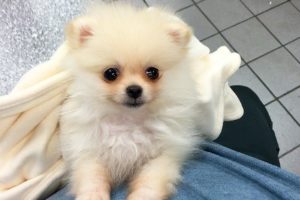 CUTEST PUPPY! | Luna The 8 Week Old Pomeranian Puppy