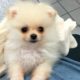 CUTEST PUPPY! | Luna The 8 Week Old Pomeranian Puppy