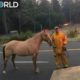 California Wildfires: Hundreds of animals rescued trapped in blaze