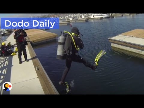 Cat Trapped Under Dock For 7 Days RESCUED | Best Animal Videos: The Dodo Daily