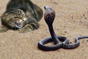 Cat Vs Snake Fight To The Death HD - Animals Fight