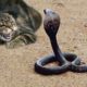 Cat Vs Snake Fight To The Death HD - Animals Fight